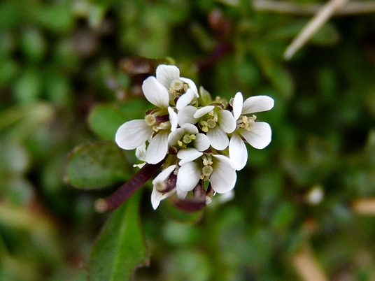 {Cardamine hirsuta}